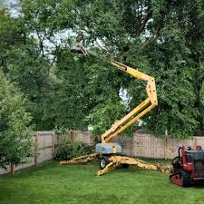 Best Lawn Disease Treatment  in Rmel Valley Village, CA
